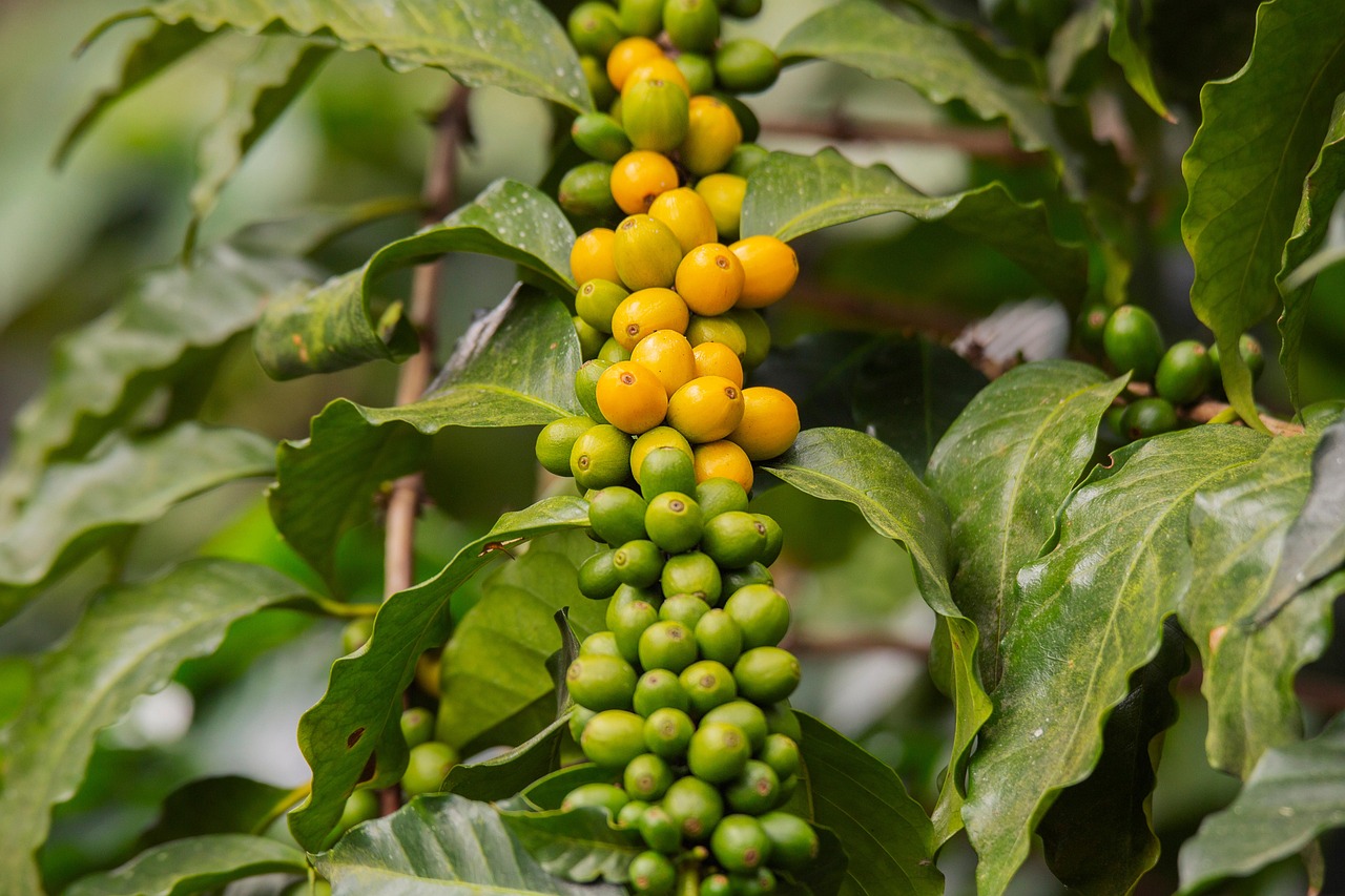 Crafting Tanzania’s Premium Coffee